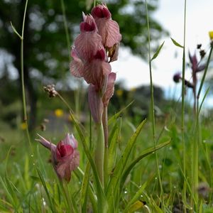 les sérapias méconnus roses