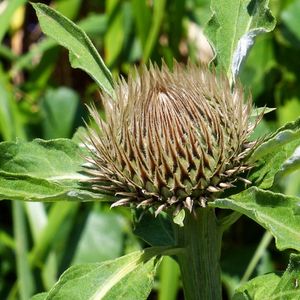 la serratule fausse centaurée marron