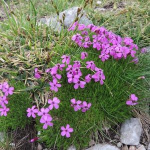 les silènes acaules mauves