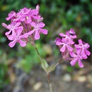 les silènes à bouquets mauves