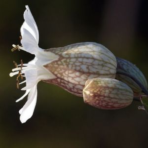 la silène à une fleur blanche