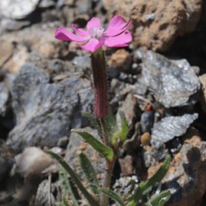 le silène ascendant rose