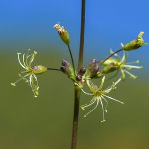 les silènes cure-oreille verts