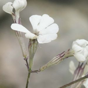 les silènes d'Italie blancs