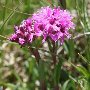 les silènes de Suède roses