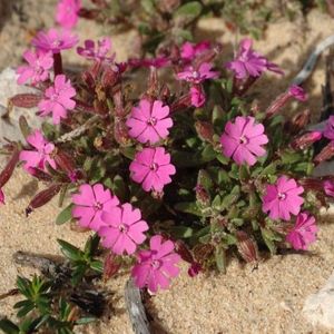 les silènes littoral roses