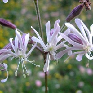 les silènes penchés mauves