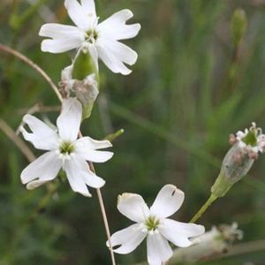 les silènes saxifrage blancs