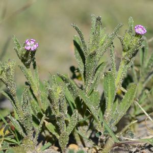 les silènes très ramifiés roses