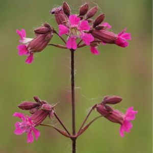 les silènes visqueux roses