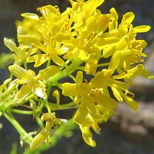 les sisymbres des Pyrénées jaunes