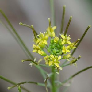 les sisymbres irio jaunes