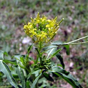 le sisymbre vélaret jaune