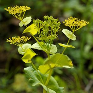 les smyrniums perfoliés verts