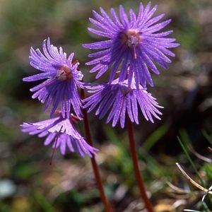 les soldanelles des Alpes violettes