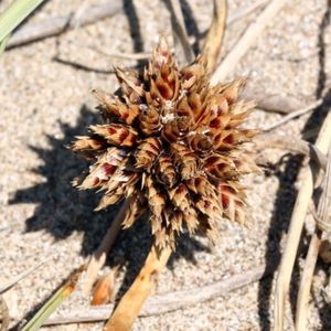 le souchet des dunes marron