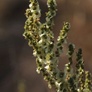 les soudes vermiculées blanches et vertes