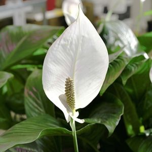 le spathiphyllum blanc