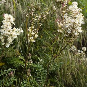 les spirées filipendules blanches