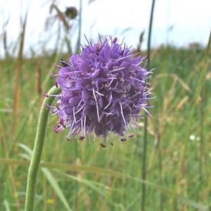 la succise des prés violette