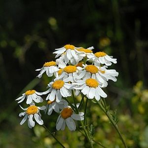 les tanaisies en corymbes blanches