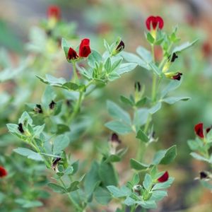 les tetragonolobes rouges