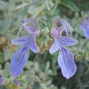 les teucriums violets aux nuances de roses