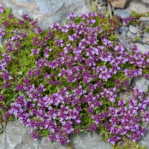 les thyms à nervures saillantes violettes