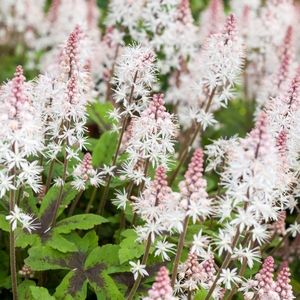 les tiarellas blanches aux nuances de roses