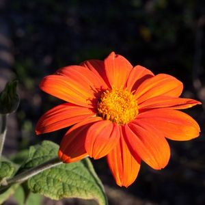 la tithonia orange