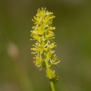 la tofieldie à calicule jaune