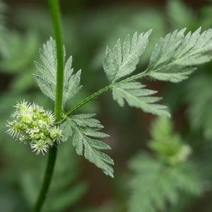 le torilis noueux vert