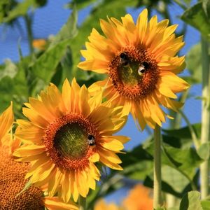 les tournesols de Californie oranges