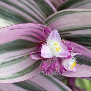 la tradescantia violette