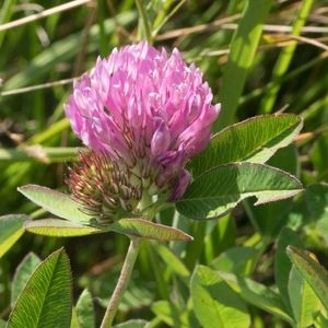 le trèfle alpestre rose