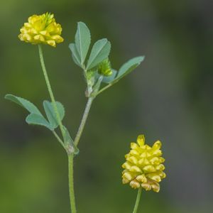 les trèfles de champêtre jaunes