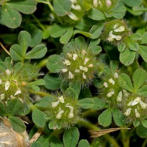 les trèfles de Cherler blancs