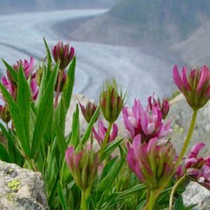 les trèfles des Alpes roses