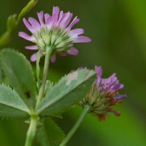 les trèfles renversés mauves