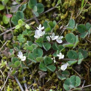 les trèfles souterrains blancs