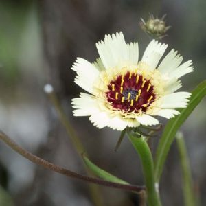 la trépane en ombelle blanche