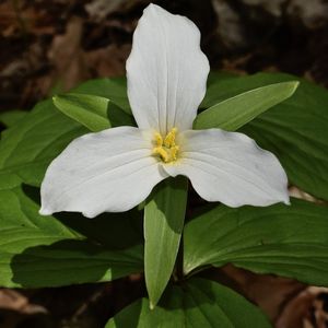 le trillium blanc