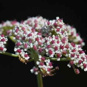 des trinies glauques blanches et roses