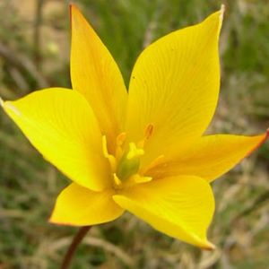 la tulipe australe jaune