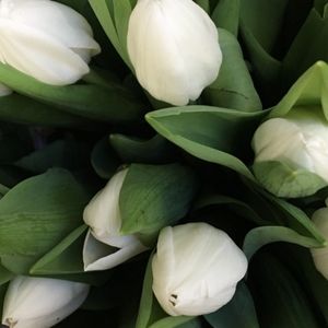 des tulipes blanches