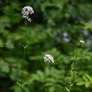 Des valérianes à feuilles étroites mauves