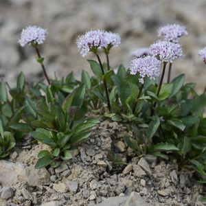 des valérianes à feuilles rondes mauves