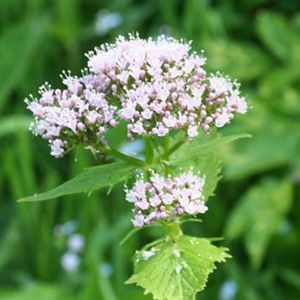 les valérianes des Pyrénées roses