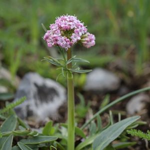 la valériane tubéreuse rose