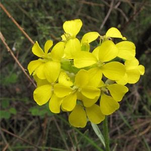 le vélar provençal jaune